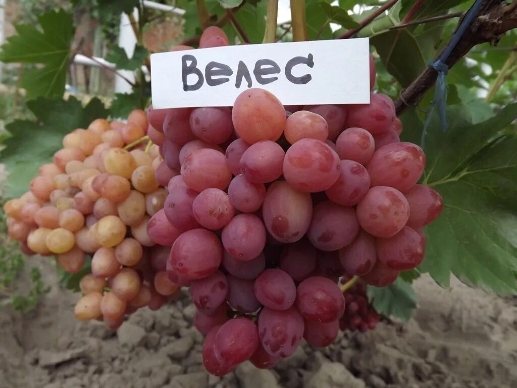 Виноград велес описание сорта фото отзывы видео