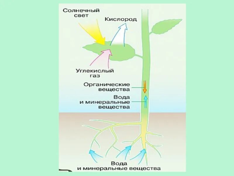 Схема движения веществ в растении. Схема передвижения питательных веществ по растению. Передвижение Минеральных веществ в растении. Схема обмена веществ у растений. От листьев к корню органические вещества передвигаются