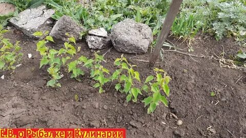 Расстояние между посадкой абрикосов