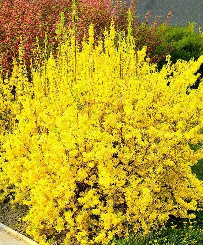 Форзиция линвуд описание. Форзиция линвуд. форзиция линвуд голд. форзиция малух. форзиция lynwood.