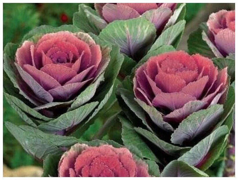 декоративная капуста крейн пинк. декоративная капуста креймпинк. декоративная капуста крейн пинк. капуста крейн f1 декоративная. дикоративная капуста крейн бик.