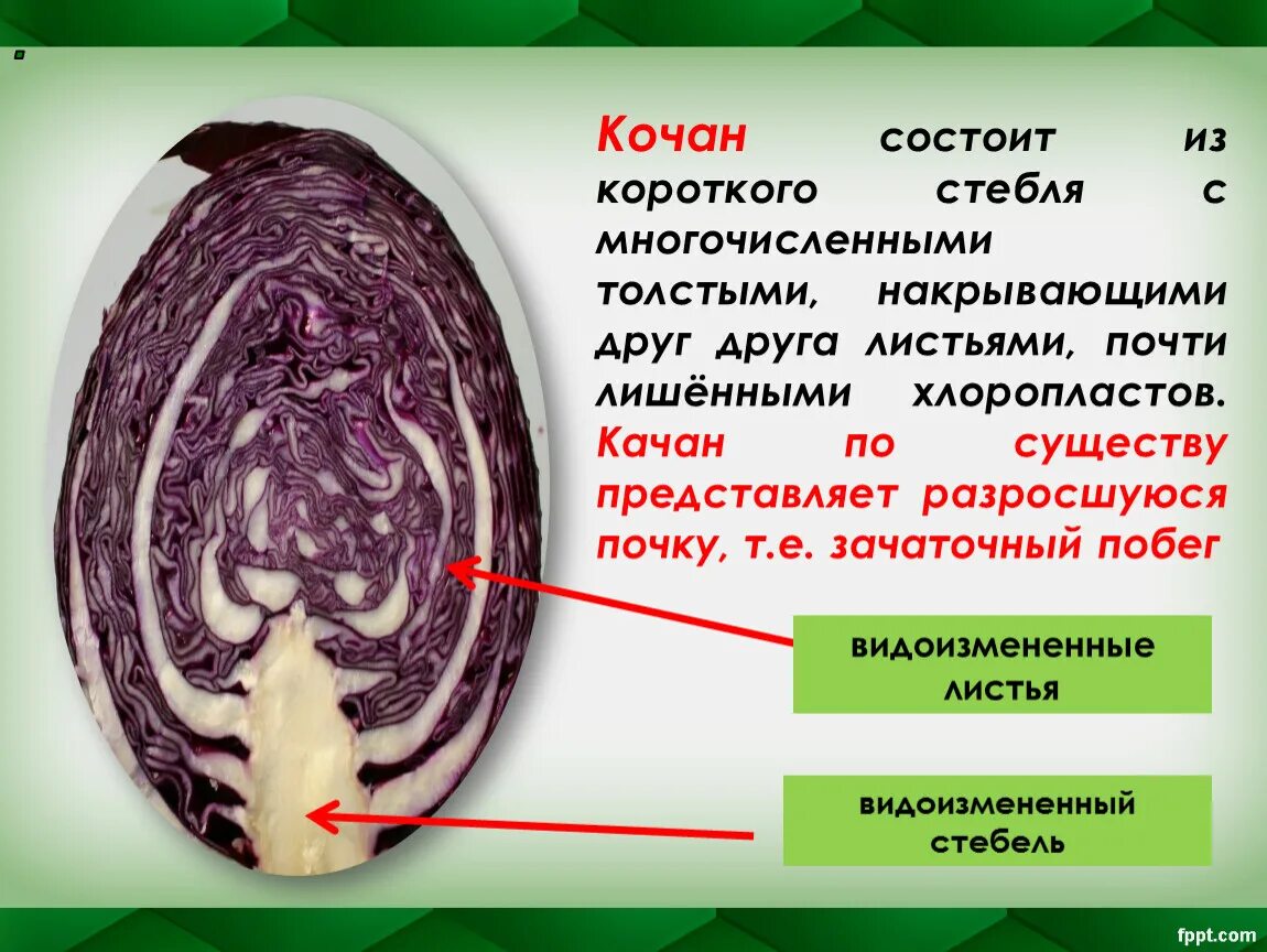 Как правильно качан или кочан капусты. Кочан капусты это видоизмененный побег. Кочан строение. Кочан видоизменение побега. Строение белокочанной капусты.