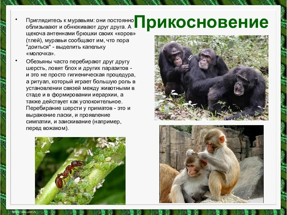 Как обмениваются информацией животные. Как животные общаются между собой. способы общения животных. способы общения между животными. общение животных между собой доклад.