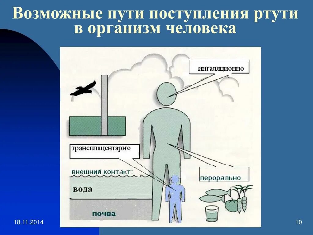 После попадания в организм. Пути поступления ртути в организм человека. Пути попадания ртути в организм. Пути проникновения ртути в организм. Влияние ртути на организм человека.