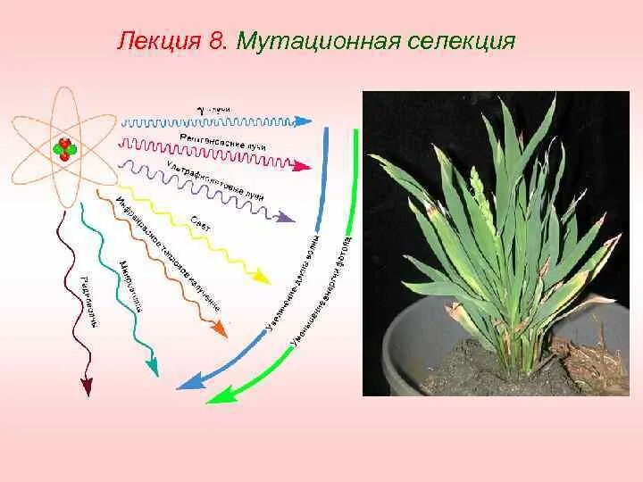 Селекция животных мутагенез. Мутагенез растений. Задачи решаемые методом мутационной селекции. Мутационная селекция примеры. Селекция мутаций растений.