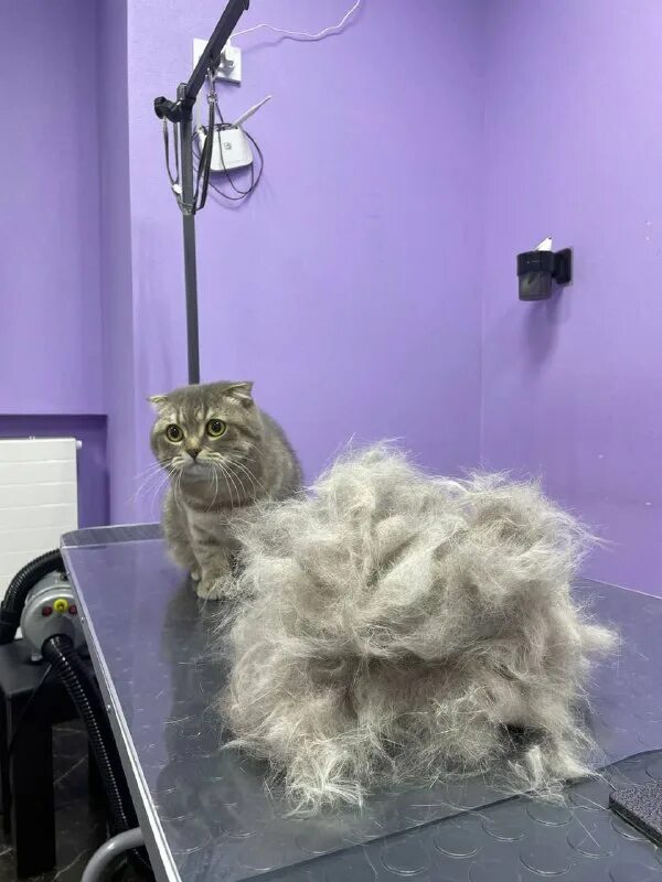 Рай пушистиков. Рай пушистиков. Пушистики живые. Реклама игрушек на карусели. Рай пушистиков.