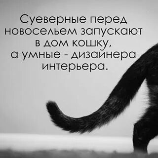 Запусти кошку
