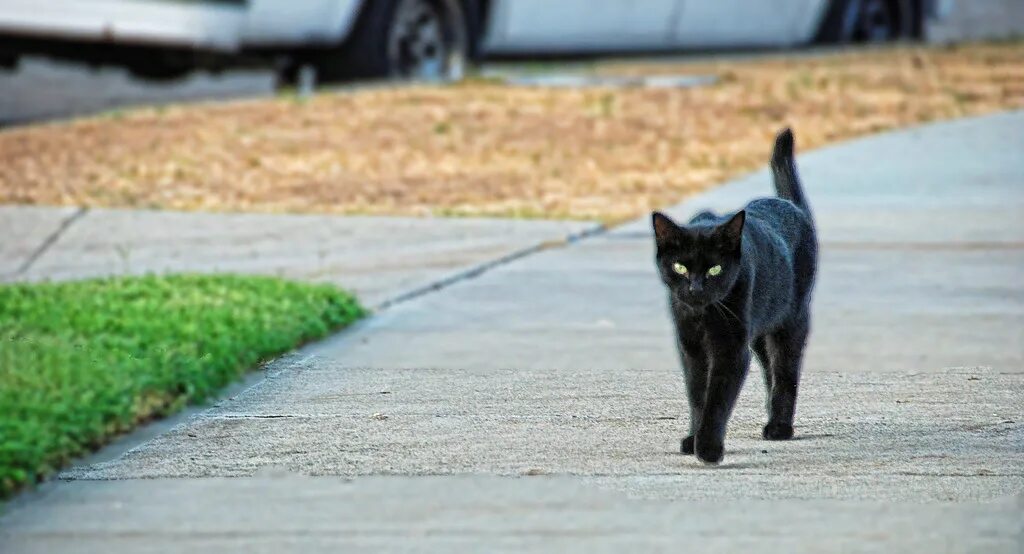 Примета найти на улице. Чёрная кошка перебежала дорогу. Чёрный кот. Черная кошка на дороге. Черная кошка перебегает дорогу.