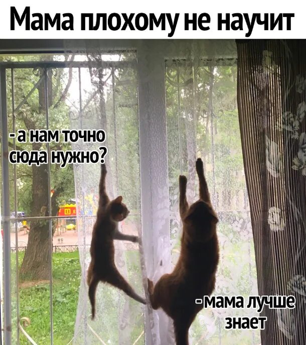 Мама плохому не научит кошки. Кот плохому не научит. Мама плохому не научит смешные картинки. Мем мама плохому не научит.