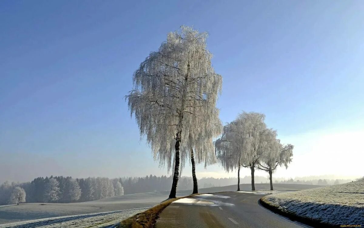 День зимних деревьев