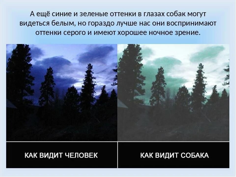 В каком цвете видят собаки окружающий мир. Как видит собака окружающий мир. Как видят мир собаки. Собаки видят в темноте. На этом примере мы видим