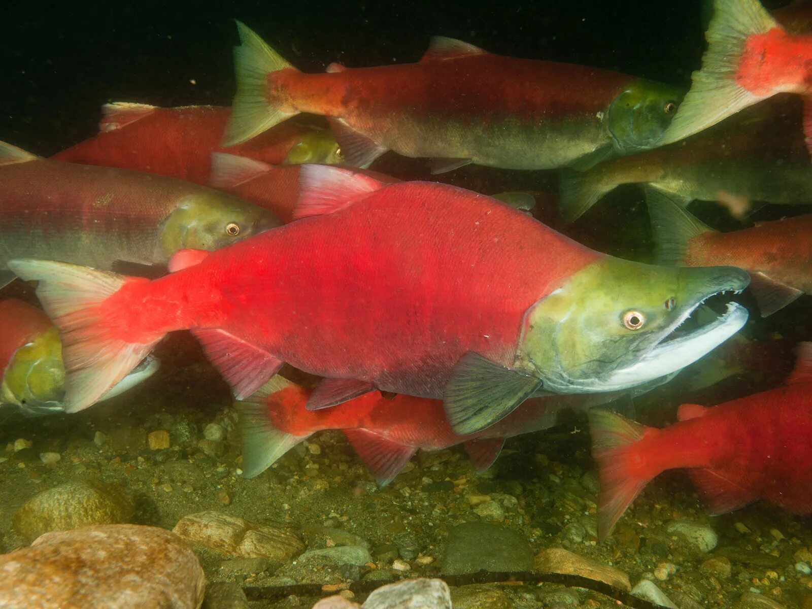 Нерка рыба красная. Нерка рыба филе. Oncorhynchus nerka. Лосось нерка. Нерка (oncorhynchus nerka).