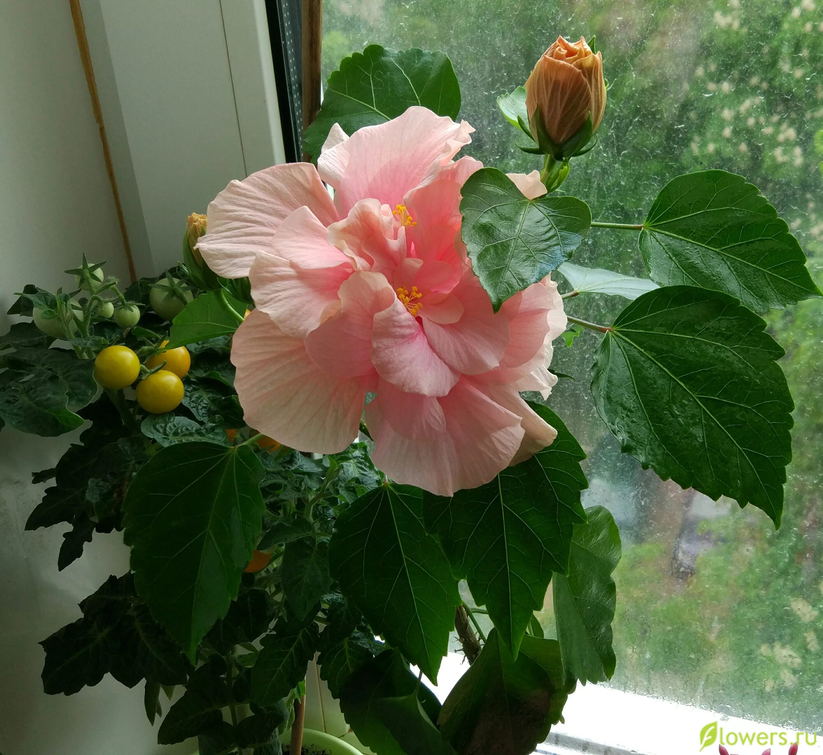 Гибискус (сорт &#039;Walberton`s Rose Moon&#039;)