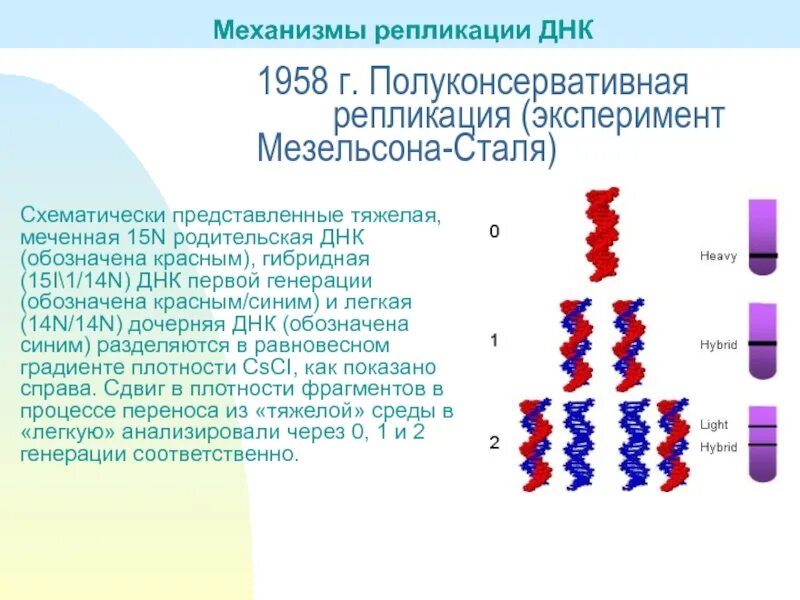 Метод меченых атомов репликация днк
