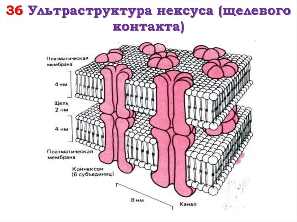 Нексус гистология. Нексус гистология схема. щелевые соединения нексусы. щелевой контакт схема. схема строения межклеточных контактов гистология.