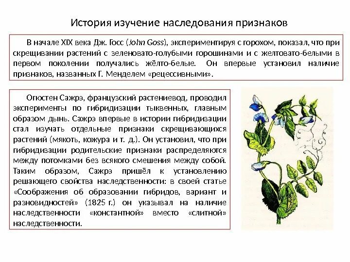 Наследственные признаки семян. Признаки гороха таблица. Наследственные признаки семян. Грегор мендель опыт с горохом. Наследственные признаки семян гороха.