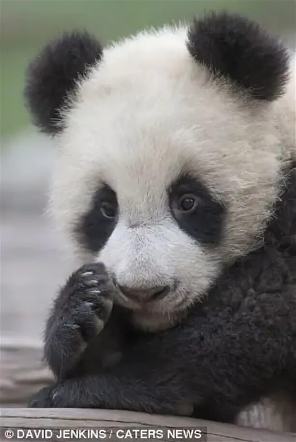 Panda n