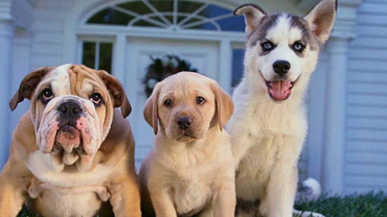 Собака золотистый ретривер. Животные собаки. Собаки и их видео. Для детей. Несколько собак.