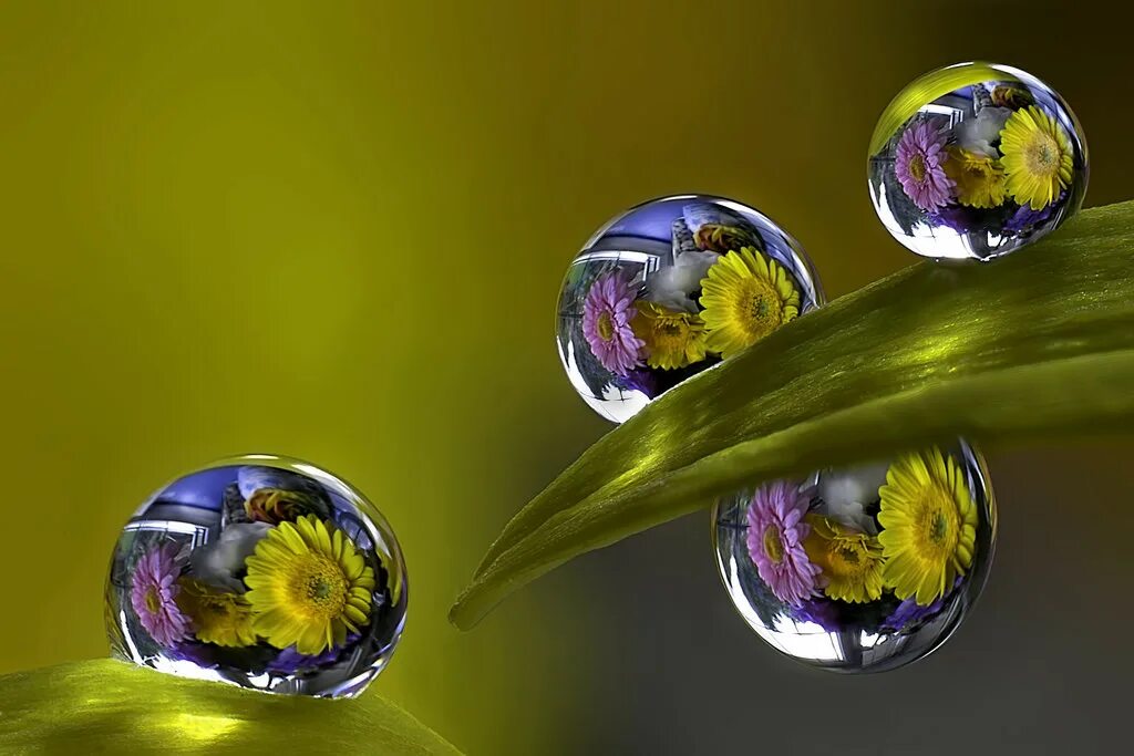 Отражение в капле воды. Мир в капле. Капля воды на цветке. Мир в капле воды.