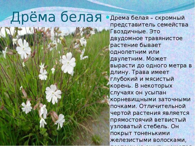 Смолевка дрема. Смолевка белая трава. Дрёма белая растение. Дрема белая описание. Дрема растение.