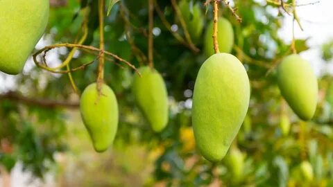 Flawed mangoes