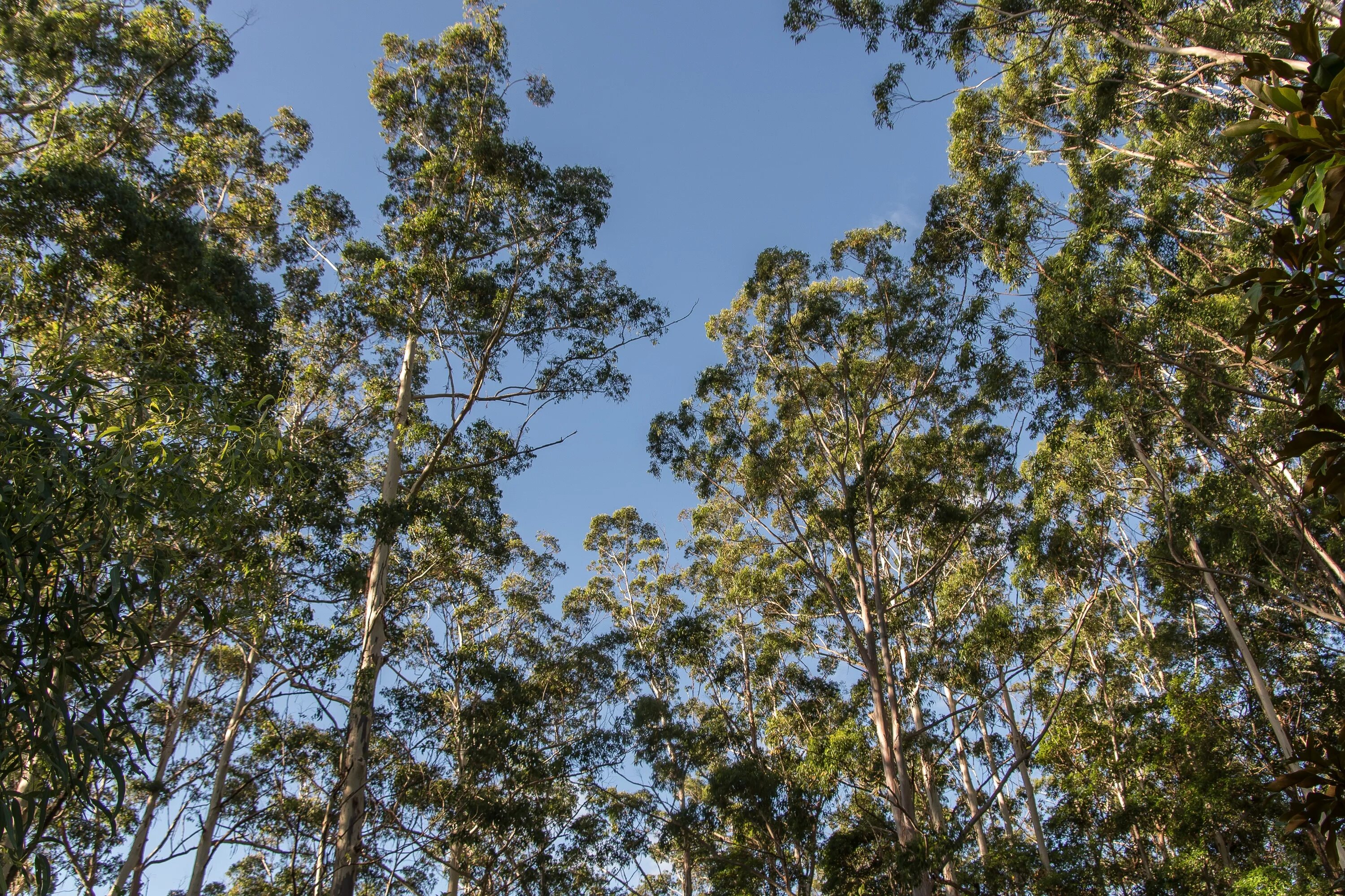 Вечнозеленые жестколистные леса австралии. Эвкалиптовые леса Австралии. Жестколистные вечнозеленые леса Австралии. Эвкалипты жестколистных лесов Австралии. Эвкалиптовые леса субтропиков Австралии.
