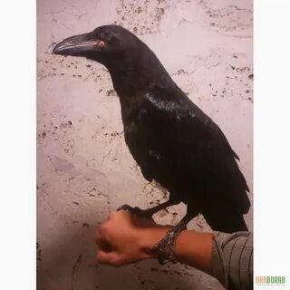 Ворон сидит на руке