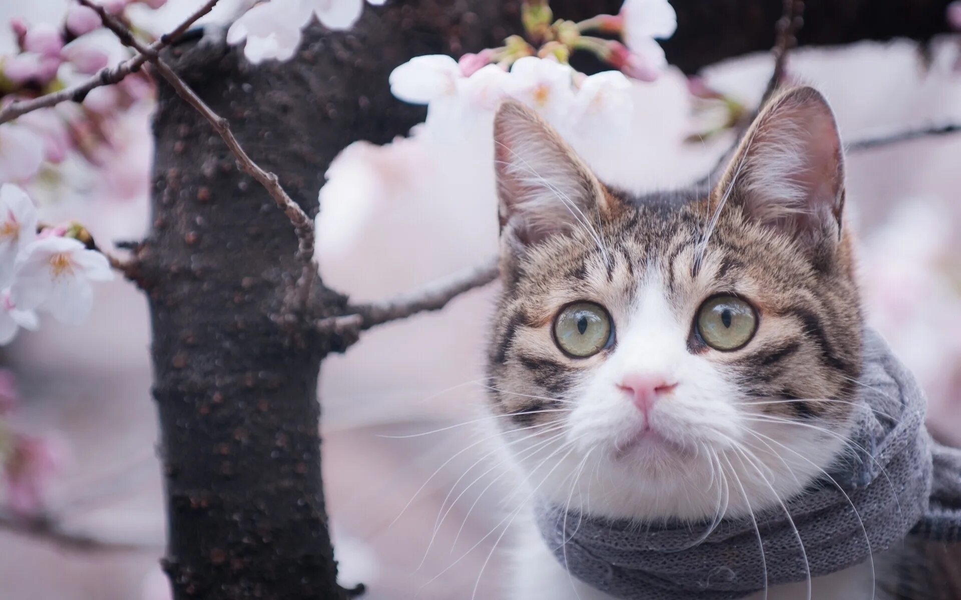 Весенний котик. Коты весной. Весенняя аватарка на телефон