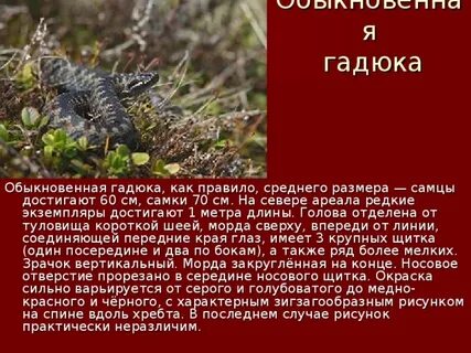 Я гадкий как гадюка