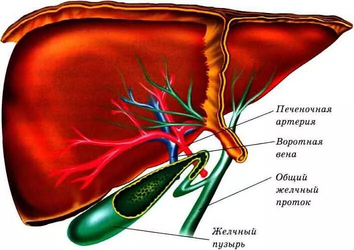 Анатомия сосудов желчного пузыря. Артерии желчного пузыря анатомия. Анатомия печень желчный пузырь протоки. Анатомия печеночных протоков. Сосуды желчного пузыря