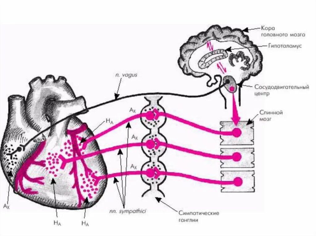 Сердечный центр головного мозга. Нервная регуляция сердца схема. Регуляция легочного кровообращения физиология схема. Схема регуляции сердечно сосудистой системы. Физиология кровообращения Павлова.