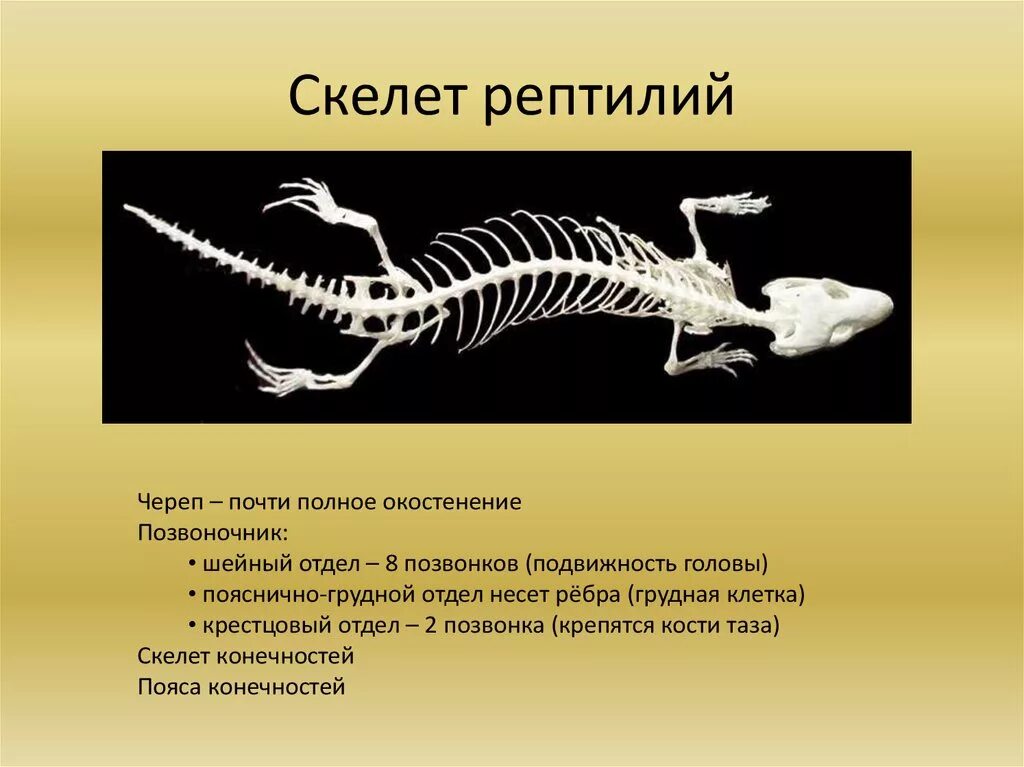 У пресмыкающихся есть грудная клетка. Шейный отдел позвоночника пресмыкающихся. Скелет пресмыкающихся шейный отдел. Пресмыкающиеся отделы позвоночника. Скелет пресмыкающиеся 7 класс биология.