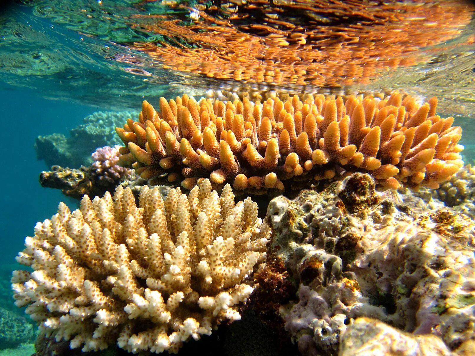 Great barrier reef corals. Большой Барьерный риф кораллы. Большой Барьерный риф Австралия. Коралловый Барьерный риф в Австралии. Кораллы большого барьерного рифа Австралия.