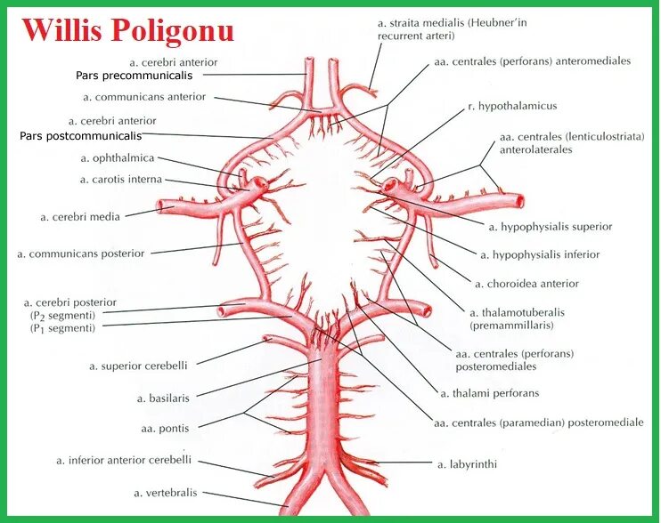 Виллизиев круг сосуды. Сосуды головы Виллизиев круг. Сегменты артерий Виллизиева круга. Артерии образующие артериальный круг мозга. Кровообращение мозга. Виллизиев круг..
