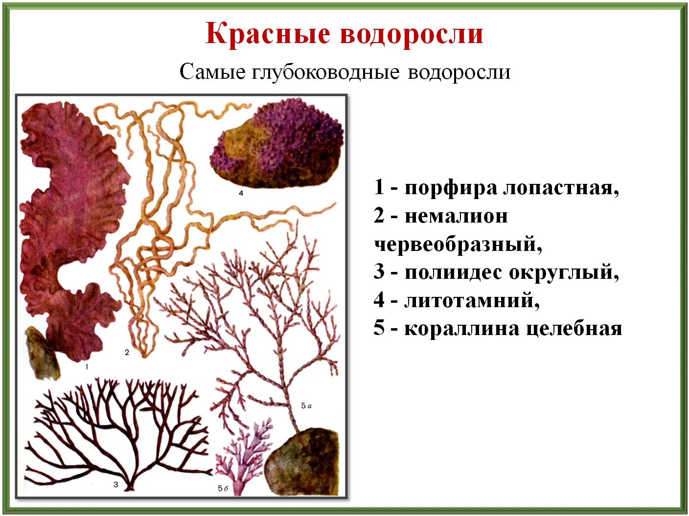 Факторы водоросли. Красные водоросли на глубине. Порфира водоросль. Строение красных водорослей. Красные водоросли представители.