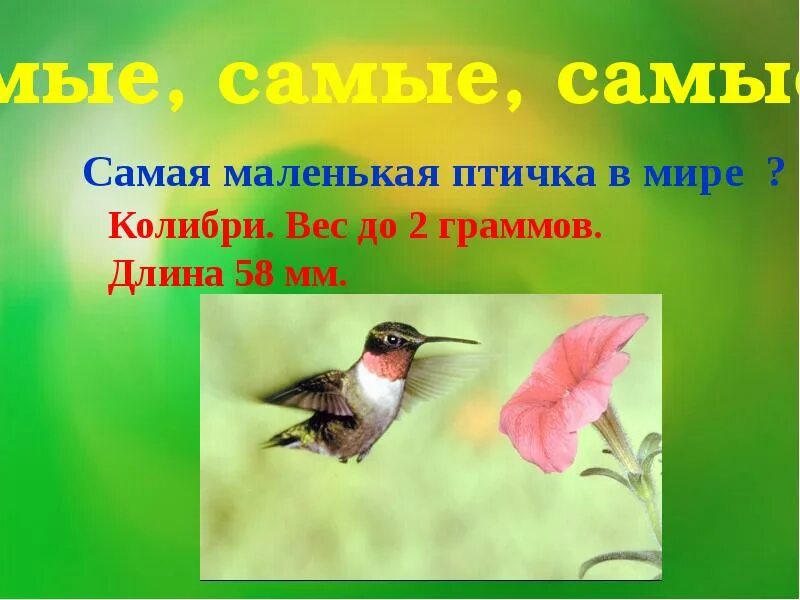 Загадки про птиц с ответами. Самая маленькая птица росси. Пищуха птица. Русский язык 2 класс прощай маленькая птичка. Птичка предложения.