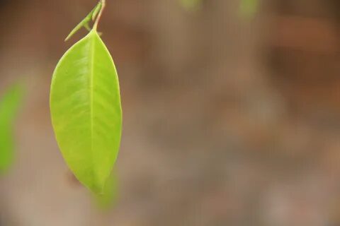 Green leaf перевод