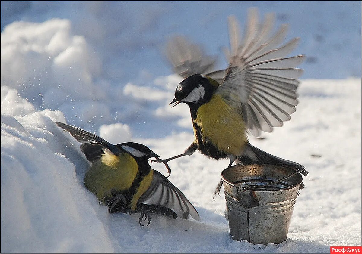 весной птицам спать долго некогда. весной птицам спать долго некогда. птица спит на лету. чтоб летом птичек слушать дай зимой им покушать. лесной оркестр.