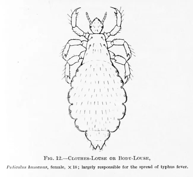 Самка головной вши рисунок. Вошь платяная (Pediculus humanus humanus. Pediculus humanus строение. Платяная вошь рисунок. Платяная вошь самка.