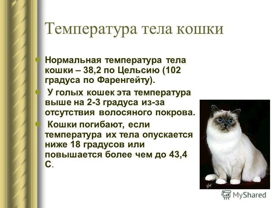 Температура кошки 39 5. Температура тела у котов в норме. Какая нормальная температура у кота. Норма температуры у кошек. Нормальная температура тела у кота.