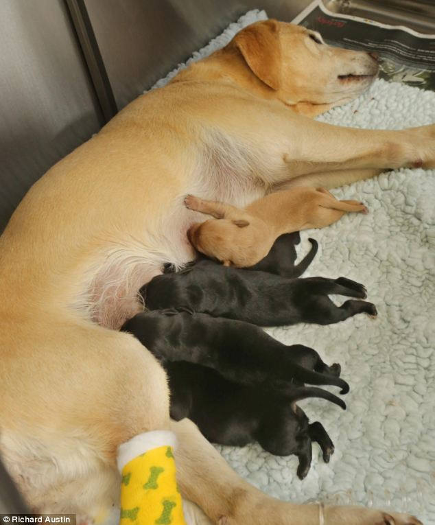 Рождение щенков лабрадора. Новорожденные щенки лабрадора.
