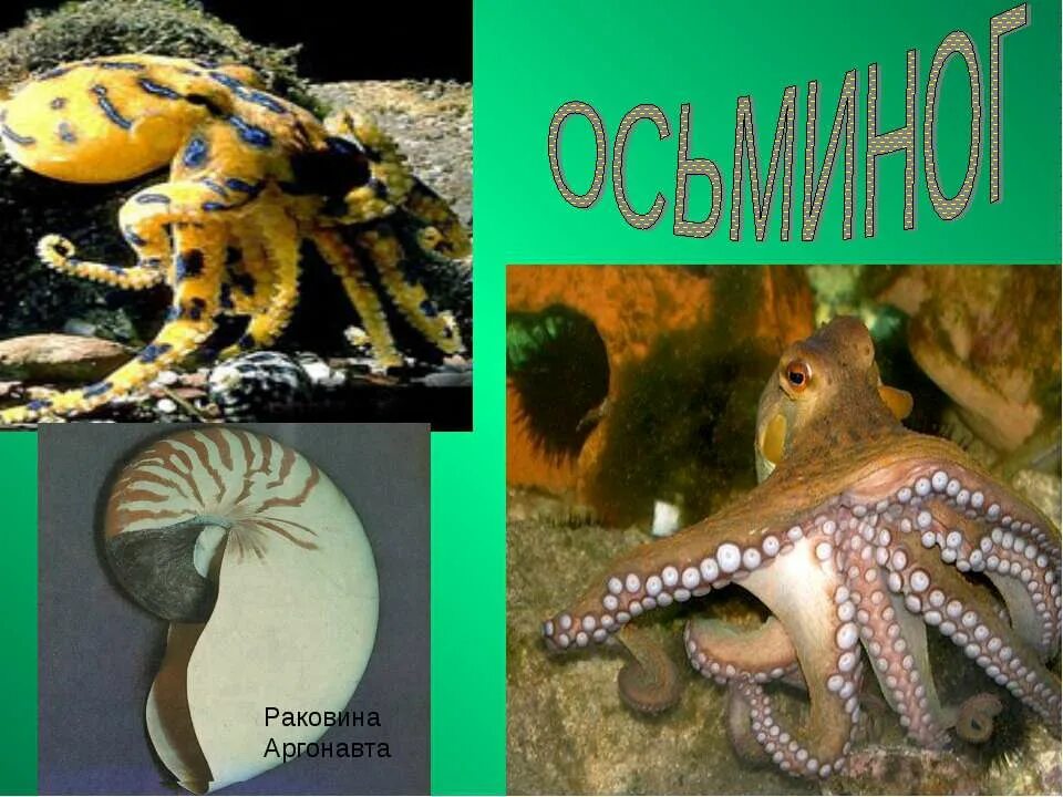 Водные обитатели книга. Осьминог адский вампир. Каракатица фараона. Каракатицы средиземного моря. Рыба удильщик анатомия.