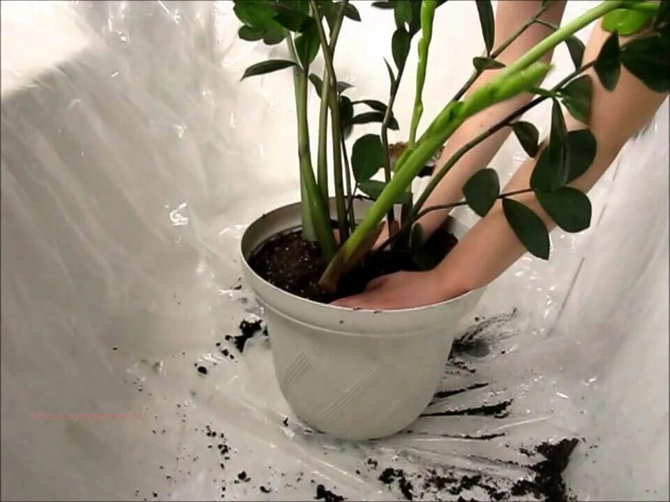 Когда пересаживать замиокулькас в другой горшок. Замиокулькас. пересадить замиокулькас. замиокулькас черенок. цветок замиокулькас пересадка.