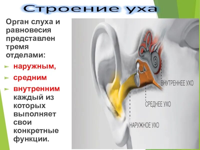 Орган слуха и равновесия 8 класс. Орган слуха и равновесия. Орган слуха и равновесия ухо. . Орган слуха и равновесия представлен. Уши орган слуха.