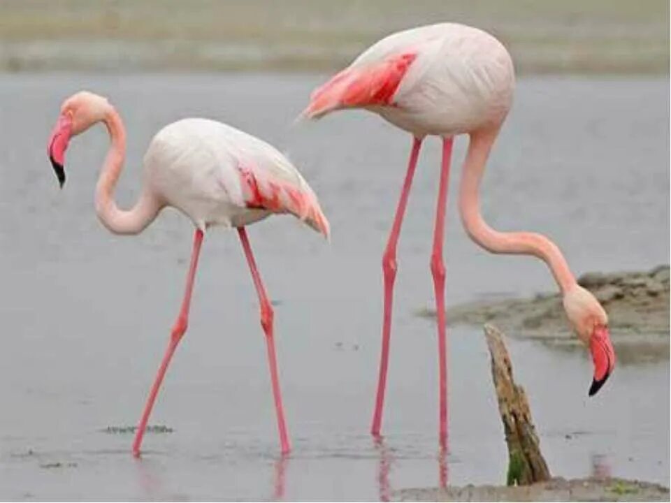 Розовый Фламинго. Проект про Фламинго. Розовые животные. Фламинго в России.