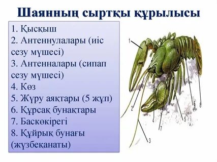 Сексуалды аналар порно