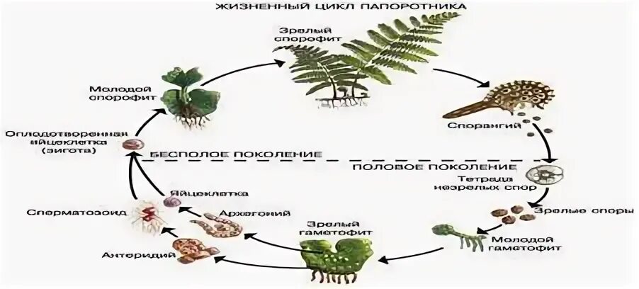 Нить развивающаяся из споры