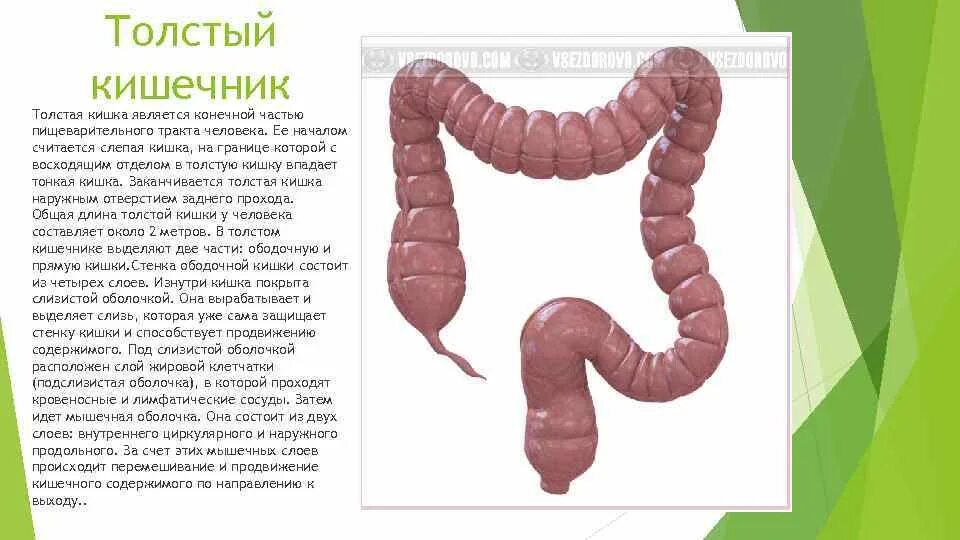 Общая длина толстой кишки. Кишки в организме располагаются в последовательности. В толстом кишечнике слизь выделяется. Отделы толстой кишки в правильной последовательности.