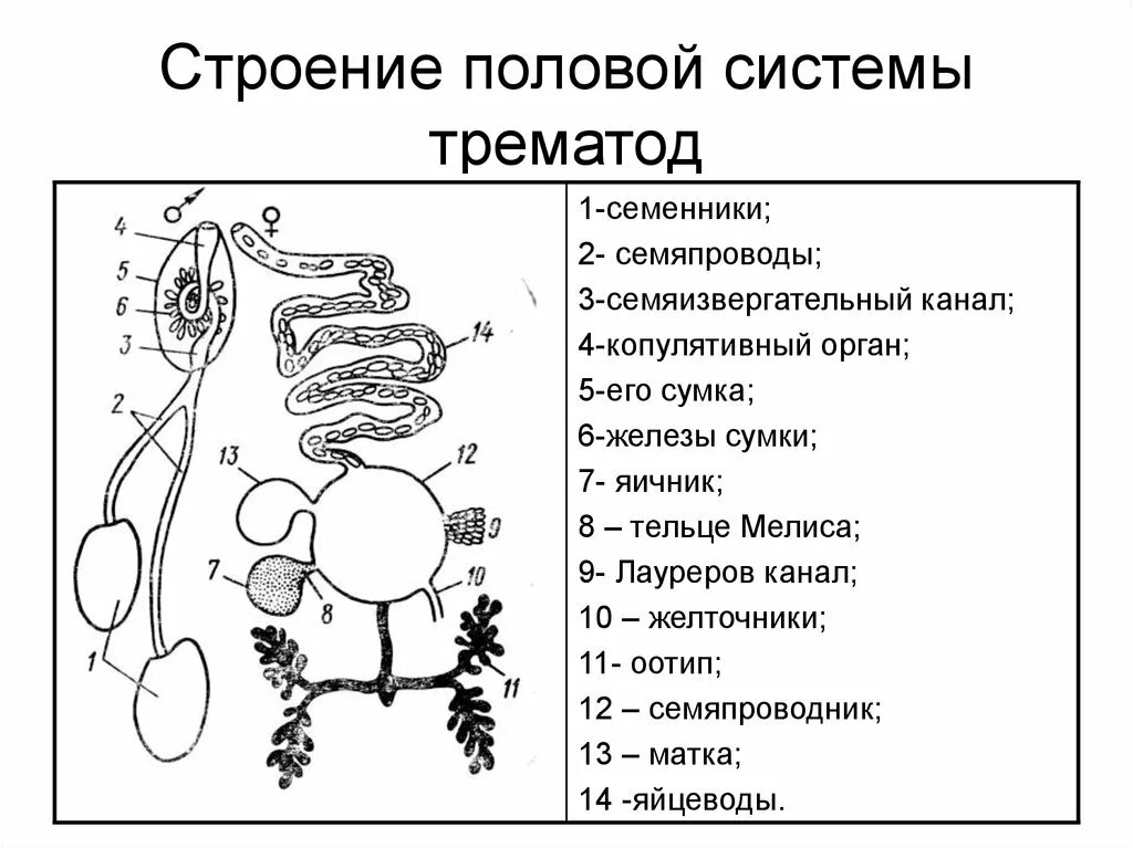 Система размножения 8 класс. Схема строения половой системы трематод. Схема строения полового аппарата трематод. Схема половой системы сосальщиков. Строение половой системы сосальщиков.