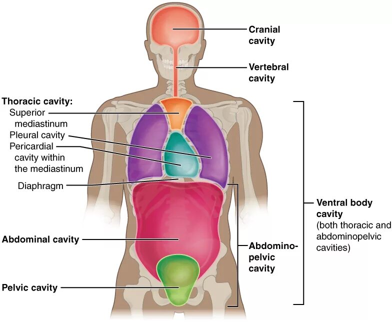 Files body. Body cavities. cavity human body. diaphragms of the human body.